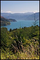 Summer grasses and Riffe Lake. Washington (color)