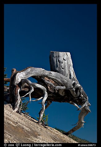 Tree stump with roots uncovered by erosion. Mount St Helens National Volcanic Monument, Washington (color)