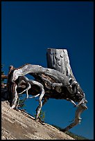 Tree stump with roots uncovered by erosion. Mount St Helens National Volcanic Monument, Washington ( color)