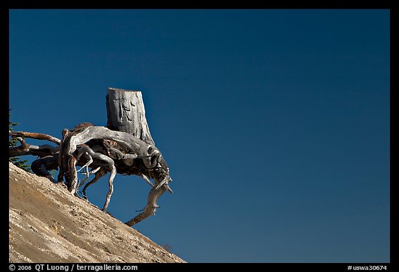 Walking tree stump on slope. Mount St Helens National Volcanic Monument, Washington (color)