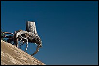 Walking tree stump on slope. Mount St Helens National Volcanic Monument, Washington