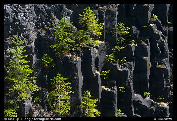 Young pine trees growing on columns of basalt, Lava Canyon. Mount St Helens National Volcanic Monument, Washington