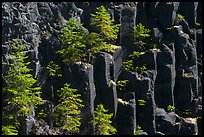 Young pine trees growing on columns of basalt, Lava Canyon. Mount St Helens National Volcanic Monument, Washington