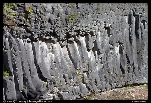 Columns of hardened basalt in lava cake, Lava Canyon. Mount St Helens National Volcanic Monument, Washington