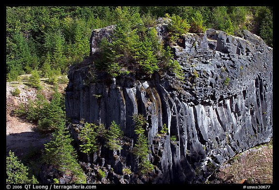 Massive bloc of basalt with young trees growing on top. Mount St Helens National Volcanic Monument, Washington (color)