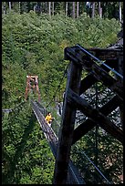 Suspension bridge over Lava Canyon. Mount St Helens National Volcanic Monument, Washington ( color)