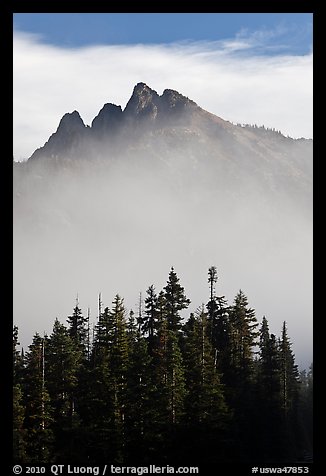 Spruce and mountain above fog. Washington