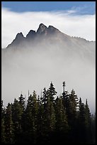 Spruce and mountain above fog. Washington ( color)