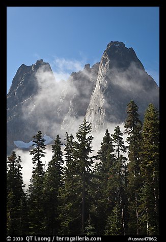 Spruce, fog, and Liberty Bell Mountain. Washington (color)