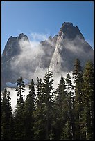 Spruce, fog, and Liberty Bell Mountain. Washington