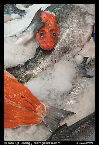 Fresh salmon for sale, Pike Place Market. Seattle, Washington (color)