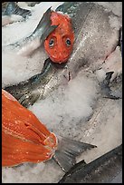 Fresh salmon for sale, Pike Place Market. Seattle, Washington (color)