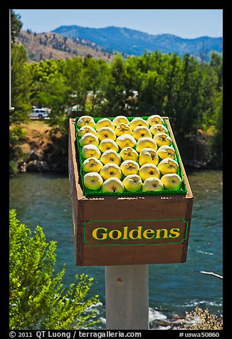 Sculpture of yellow apples box, Cashmere. Washington (color)