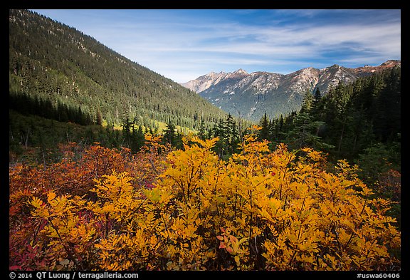 Fall foliage in valley below Easy Pass, Okanogan National Forest. Washington (color)