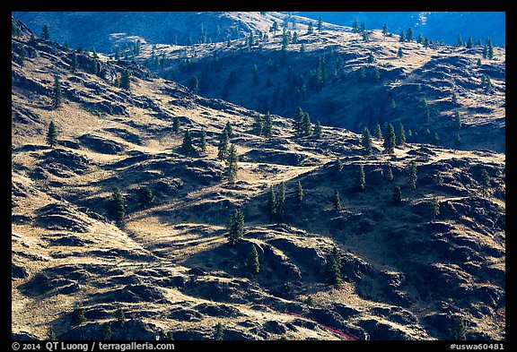 Dry hills and pines. Washington (color)
