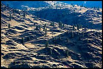 Dry hills and pines. Washington ( color)