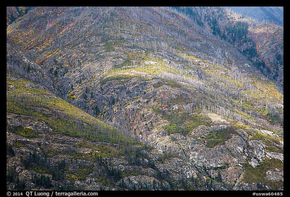 Slopes with burned forest and fall foliage, Lake Chelan. Washington (color)