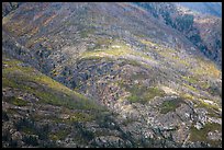 Slopes with burned forest and fall foliage, Lake Chelan. Washington ( color)