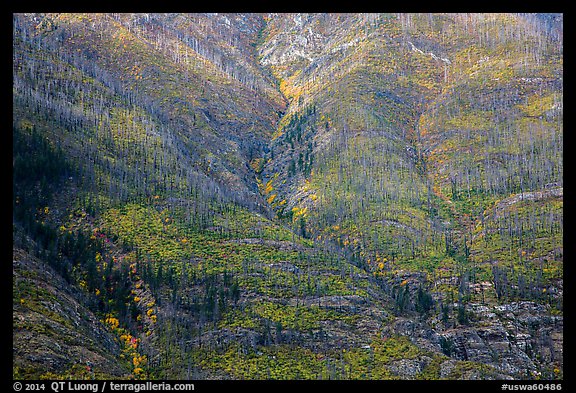 Slopes with burned trees and fall foliage, Lake Chelan. Washington (color)
