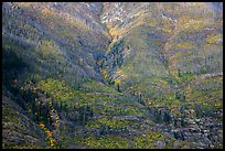Slopes with burned trees and fall foliage, Lake Chelan. Washington ( color)