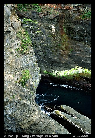 Sea cliffs, Cape Flattery, Olympic Peninsula. Olympic Peninsula, Washington