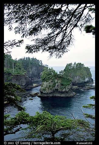 Sea cliffs, Cape Flattery, Olympic Peninsula. Olympic Peninsula, Washington (color)