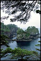Sea cliffs, Cape Flattery, Olympic Peninsula. Olympic Peninsula, Washington (color)