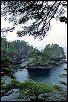 Sea cliffs, Cape Flattery, Olympic Peninsula. Olympic Peninsula, Washington