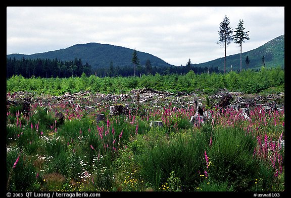 Clear-cut area with wildflowers, Olympic Peninsula. Olympic Peninsula, Washington (color)