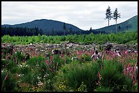 Clear-cut area with wildflowers, Olympic Peninsula. Olympic Peninsula, Washington (color)