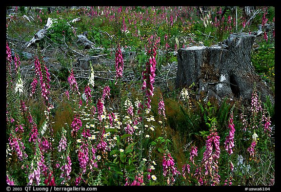 Close-up of tree stumps and wildflowers, Olympic Peninsula. Olympic Peninsula, Washington (color)