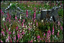 Close-up of tree stumps and wildflowers, Olympic Peninsula. Olympic Peninsula, Washington (color)