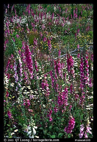 Close-up of wildflowers in clear-cut area. Olympic Peninsula, Washington