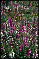 Close-up of wildflowers in clear-cut area. Olympic Peninsula, Washington (color)