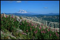 View over Cascade range with Snowy volcano. Mount St Helens National Volcanic Monument, Washington (color)
