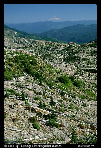 Slopes covered with trees downed by the eruption, Mt Hood in the distance. Mount St Helens National Volcanic Monument, Washington