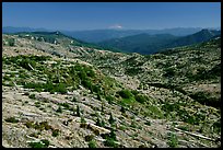 Slopes covered with trees downed by the eruption, Mt Hood in the distancet. Mount St Helens National Volcanic Monument, Washington ( color)