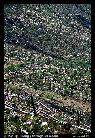 Forests flattened by the eruption lie pointing away from the blast. Mount St Helens National Volcanic Monument, Washington