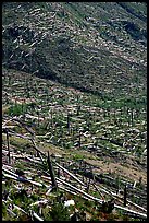 Forests flattened by the eruption lie pointing away from the blast. Mount St Helens National Volcanic Monument, Washington (color)