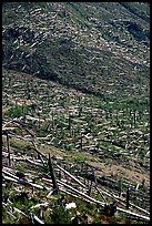 Forests flattened by the eruption lie pointing away from the blast. Mount St Helens National Volcanic Monument, Washington