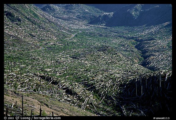 Trees uprooted by the eruption lie pointing away from the blast. Mount St Helens National Volcanic Monument, Washington