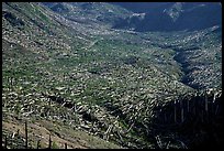 Trees uprooted by the eruption lie pointing away from the blast. Mount St Helens National Volcanic Monument, Washington ( color)