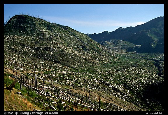 Valley littered with millions of trees flattened by the eruption. Mount St Helens National Volcanic Monument, Washington (color)