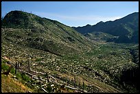 Valley littered with millions of trees flattened by the eruption. Mount St Helens National Volcanic Monument, Washington (color)