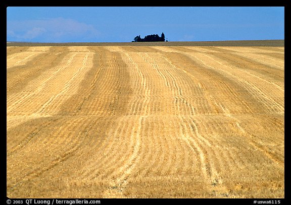 Yellow field, The Palouse. Washington