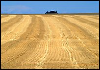 Yellow field, The Palouse. Washington ( color)