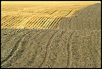 Undulating field with plowing patterns, The Palouse. Washington