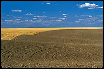 Field with curved plowing patterns, The Palouse. Washington (color)