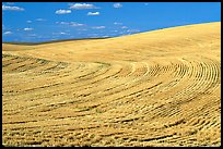 Yellow field with curved plowing patterns, The Palouse. Washington (color)