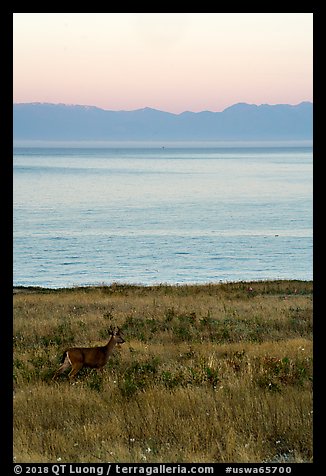 Deer in meadow at dawn, Catte Point, San Juan Island. Washington (color)
